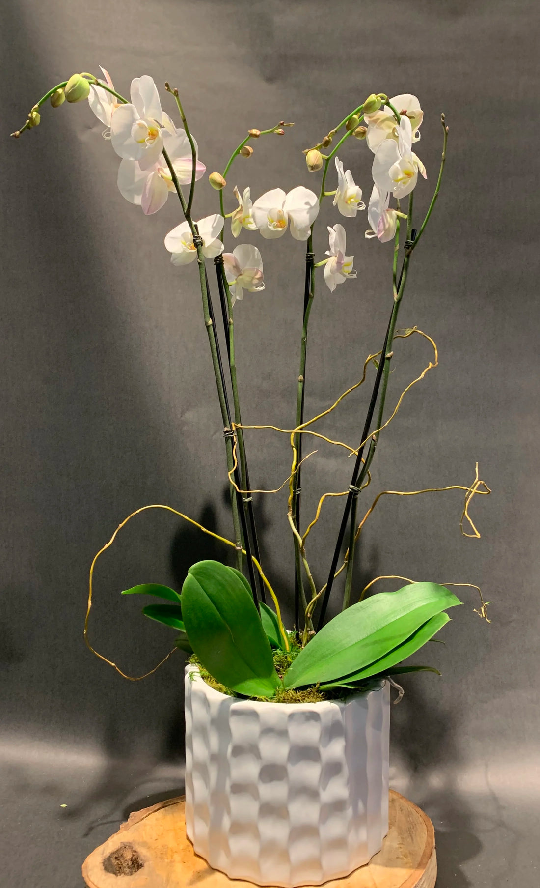 Orchid Planter